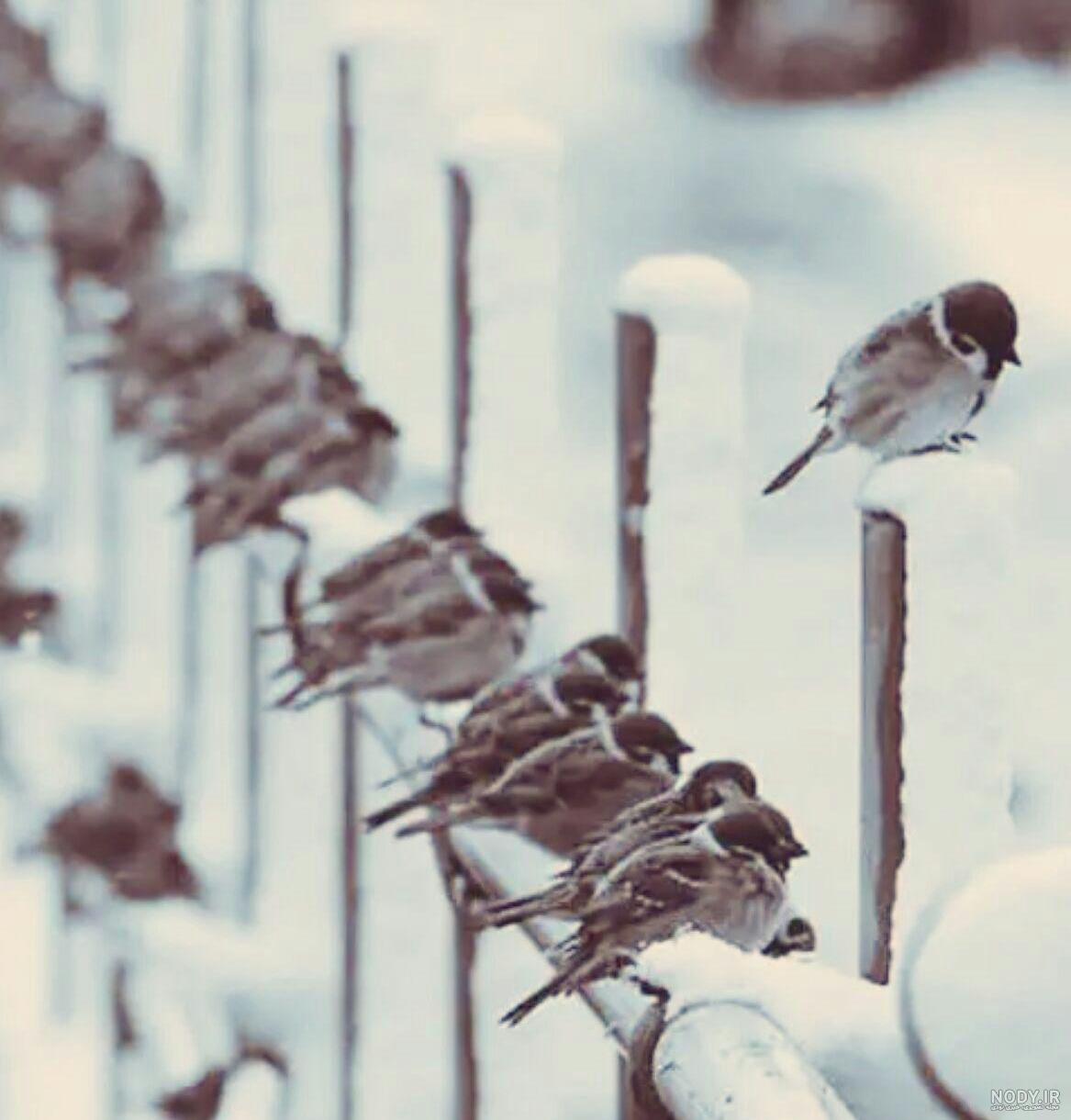 عکس نوشته معصومه صابر