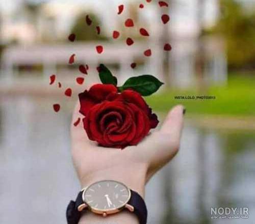 عکس گل زیبا پروفایل واتساپ