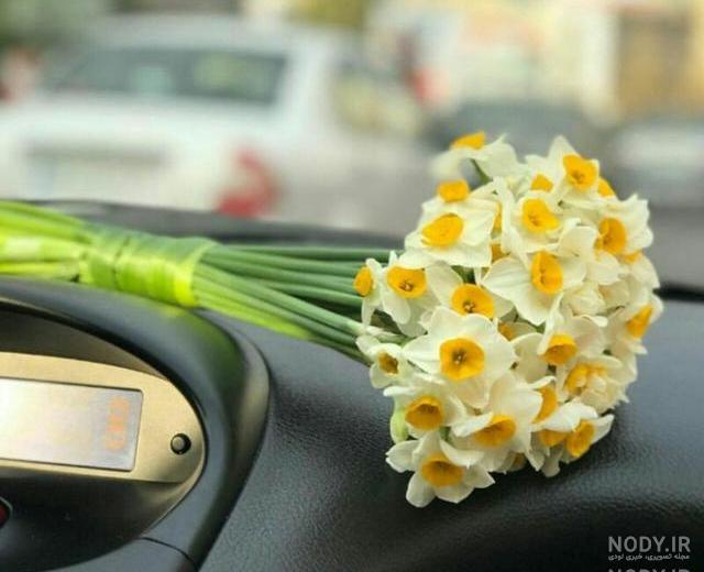 عکس گل نرگس در گلدان