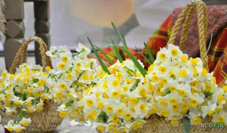 عکس گل نرگس زیبا