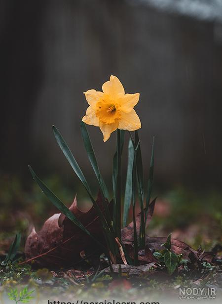عکس گل نرگس وحشی