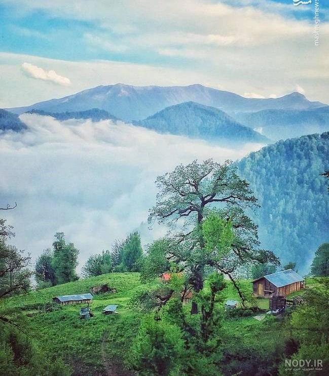 عکسهای زیبای رویا نونهالی