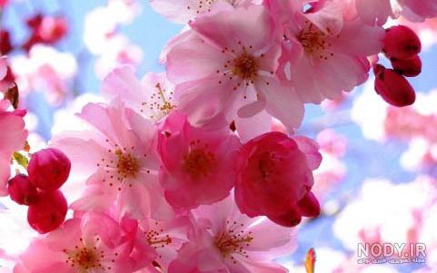عکسهای طبیعت فصل بهار