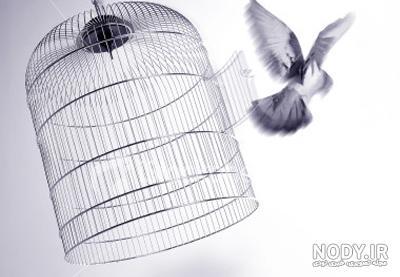  عکس پرنده در حال پرواز از قفس