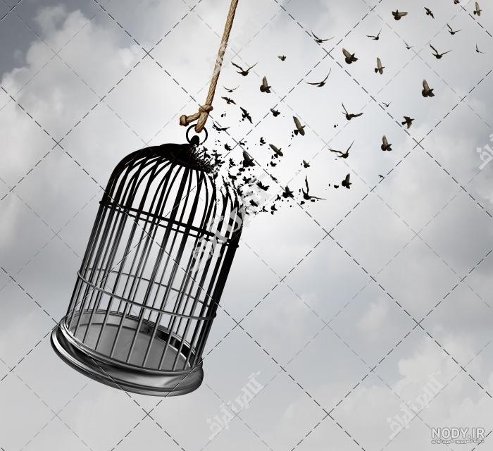 عکس پرنده در حال پرواز از قفس