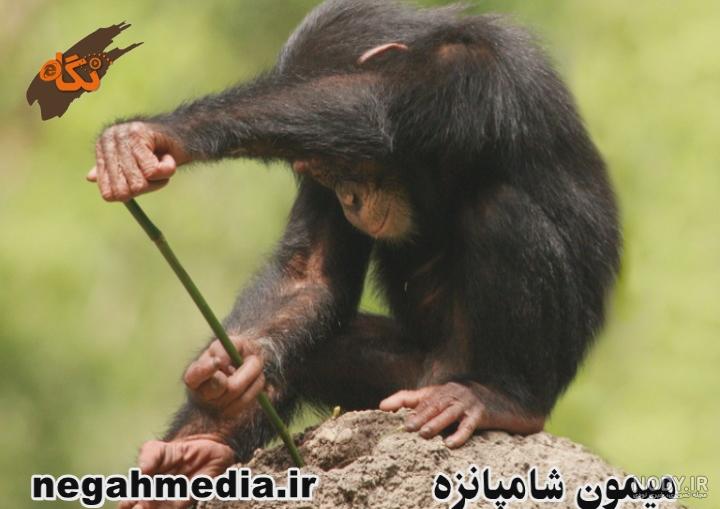 خطرناک ترین میمون خطرناک ترین میمون