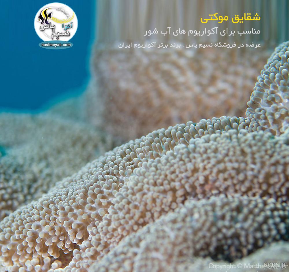 شقایق موکتی شقایق موکتی