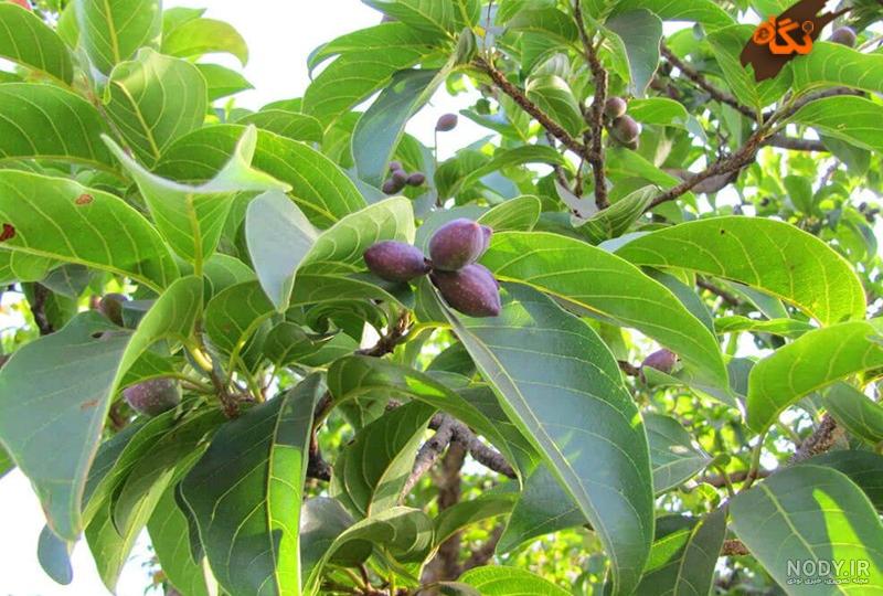 عوارض هلیله سیاه عوارض هلیله سیاه