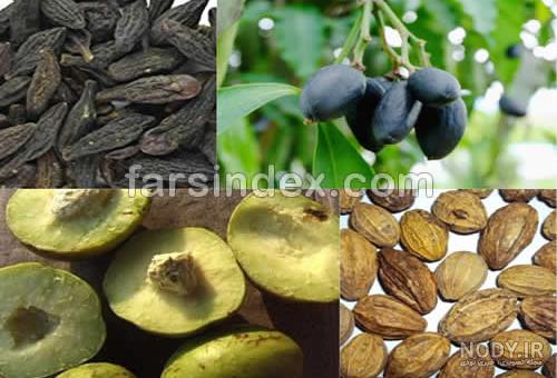 عکس از هلیله سیاه عکس از هلیله سیاه