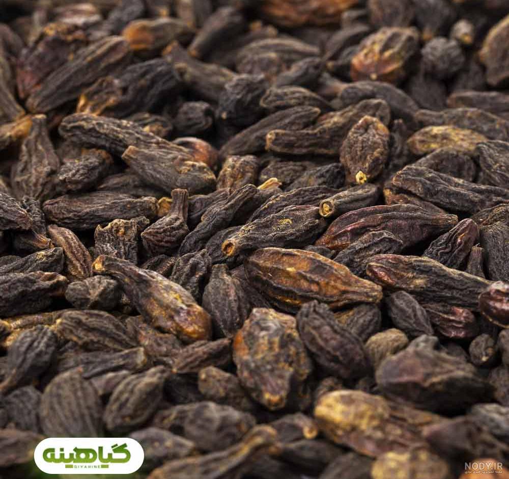 عکس درخت هلیله سیاه عکس درخت هلیله سیاه