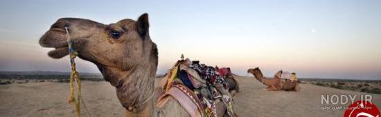 عکس شتر عصبانی