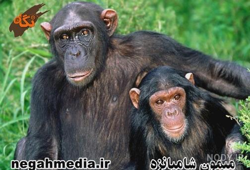 عکس میمون شامپانزه