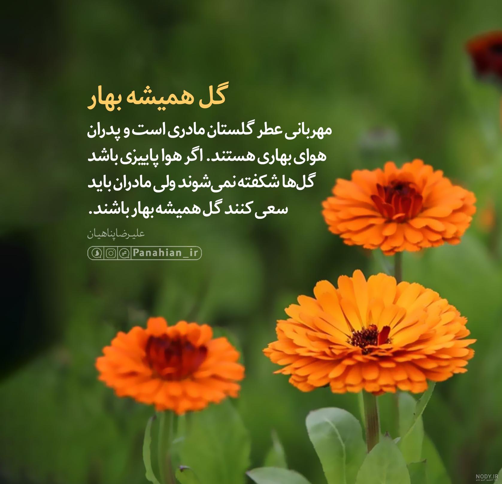 عکس نوشته گل همیشه بهار