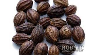 هلیله سیاه برای جوانی هلیله سیاه برای جوانی