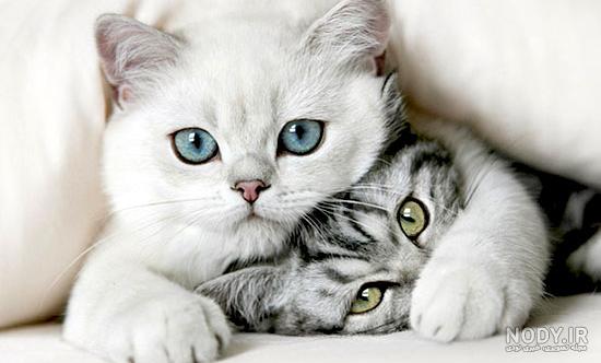 عکس پروفایل عاشقانه حیوانات