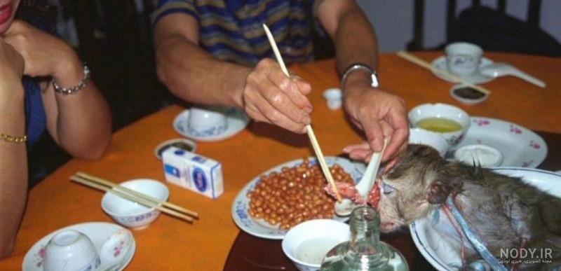 تعداد گونه های میمون تعداد گونه های میمون