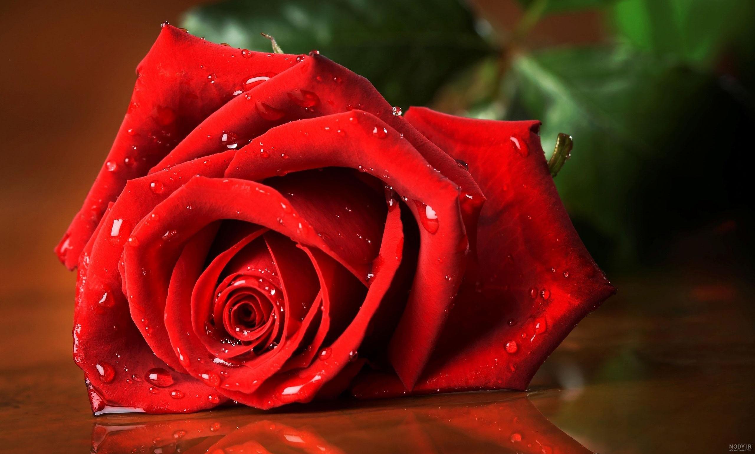 عکس دسته گل رز قرمز عکس دسته گل رز قرمز