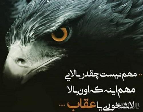 عکس عقاب واقعی