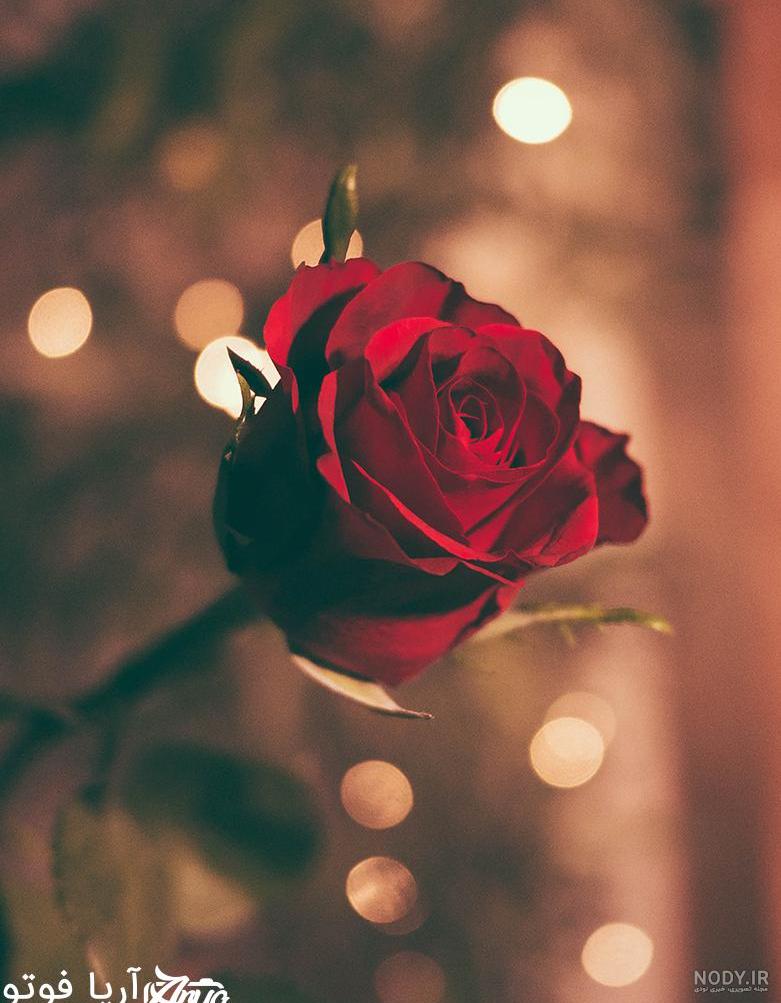عکس گل رز حرفه ای عکس گل رز حرفه ای