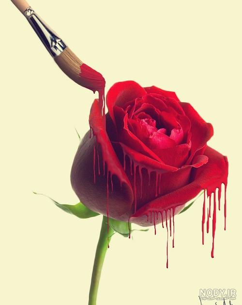 عکس گل رز زرد عکس گل رز زرد