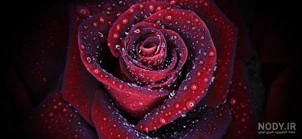 عکس گل رز زرد عکس گل رز زرد