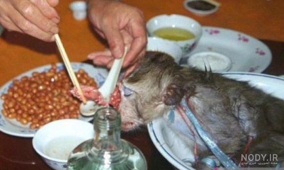 میمون خانگی دیوار میمون خانگی دیوار