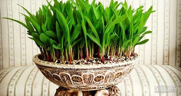 انواع بذر سبزه عید انواع بذر سبزه عید