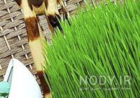انواع سبزه عید با خاکشیر انواع سبزه عید با خاکشیر