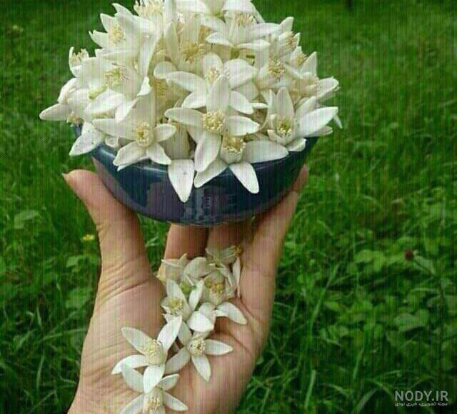 خواص بهار نارنج برای پوست خواص بهار نارنج برای پوست