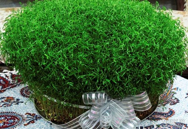 سبزه جدید برای عید سبزه جدید برای عید