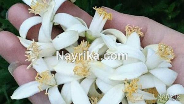 عکس بهار نارنج خشک شده عکس بهار نارنج خشک شده