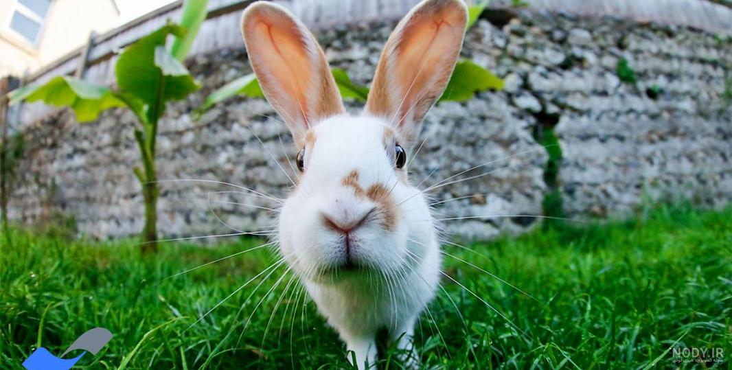 عکس خرگوش بامزه