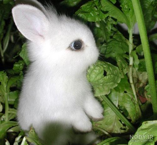 عکس خرگوش برای پروفایل