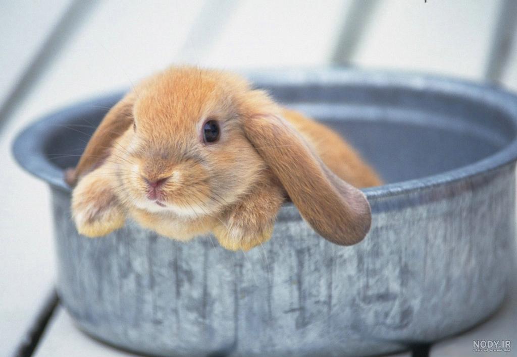 عکس خرگوش های ناناز