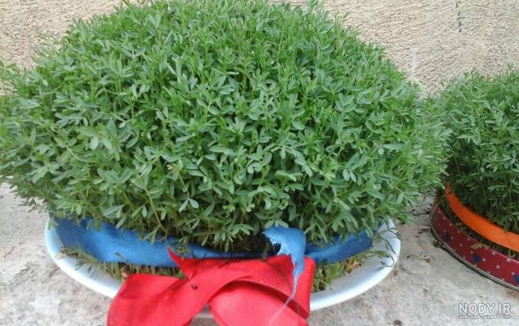 عکس سبزه عید عکس سبزه عید