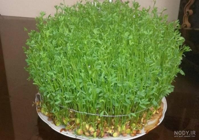 عکس سبزه عید ساده عکس سبزه عید ساده