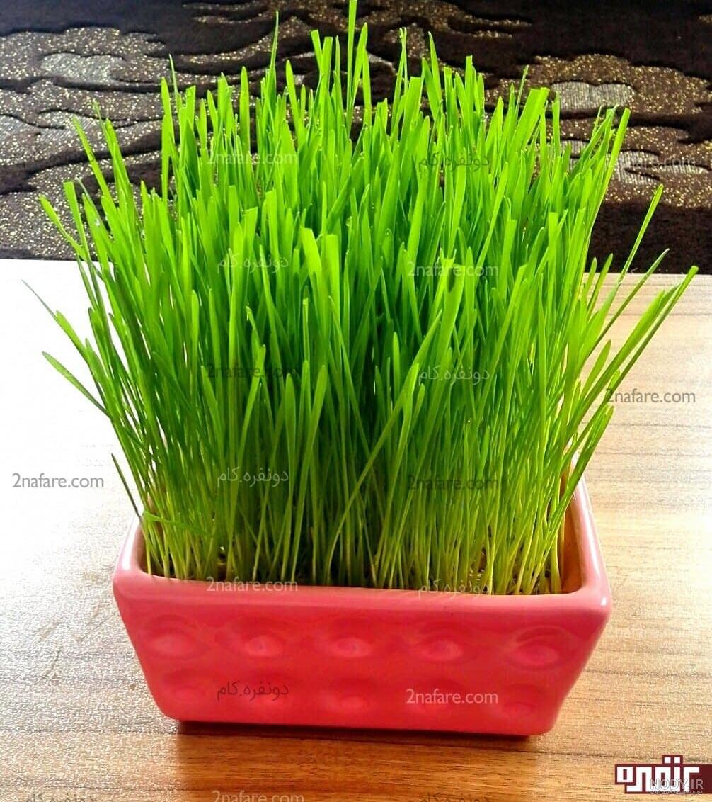 عکس سبزه ی عید عکس سبزه ی عید