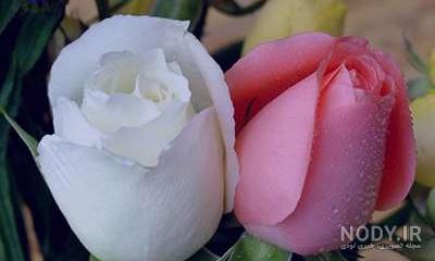 عکس گل نرگس در دست دختر برای پروفایل عکس گل نرگس در دست دختر برای پروفایل