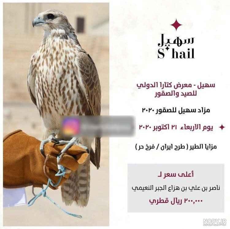 قیمت عقاب سیاه قیمت عقاب سیاه