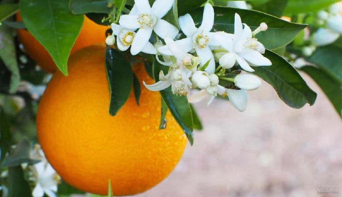 چرا دمنوش بهار نارنج تلخ میشود چرا دمنوش بهار نارنج تلخ میشود