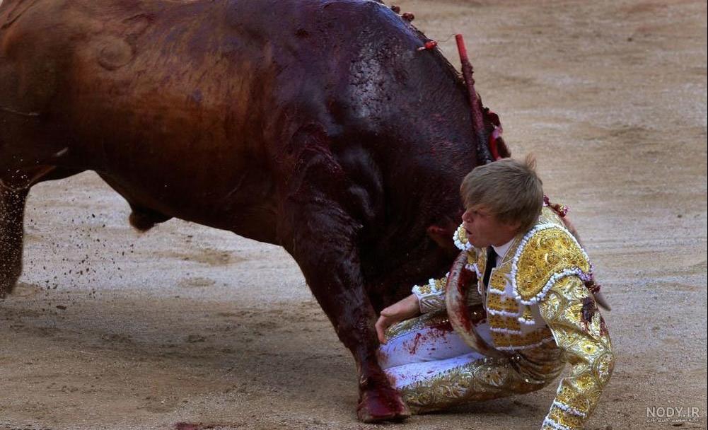 حمله وحشتناک گاو به انسان حمله وحشتناک گاو به انسان