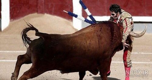حمله گاو به اسب حمله گاو به اسب