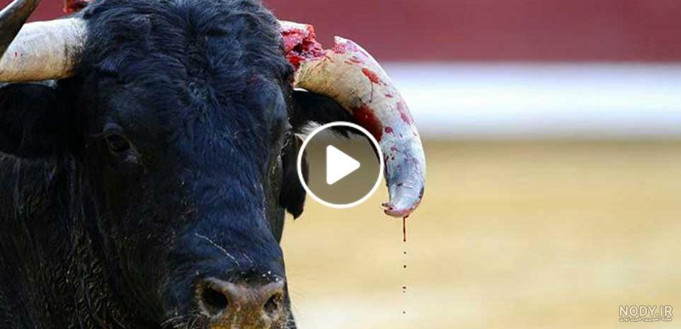 حمله گاو به انسان حمله گاو به انسان