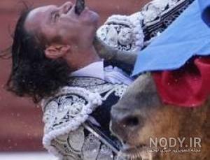 حمله گاو وحشی به ماشین حمله گاو وحشی به ماشین