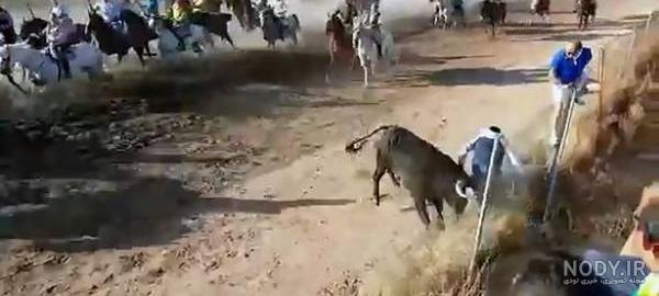 حمله گاو وحشی به مهدی گاوزن حمله گاو وحشی به مهدی گاوزن