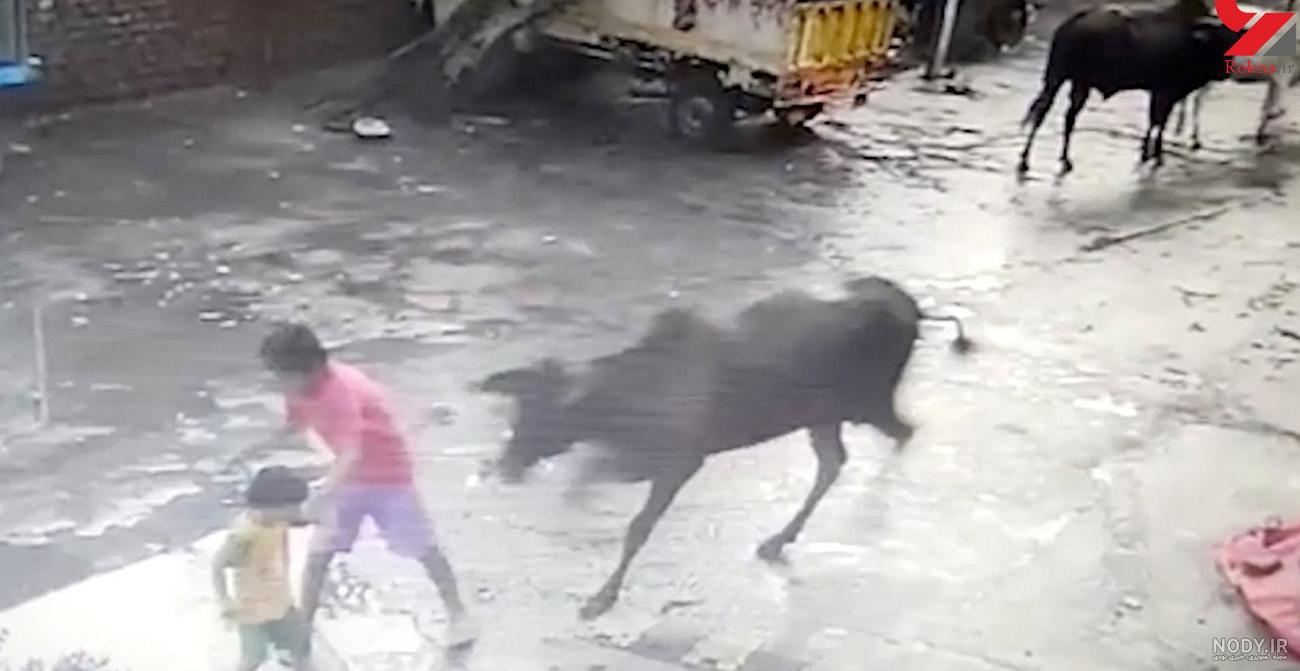درگیری گاو و اسب درگیری گاو و اسب