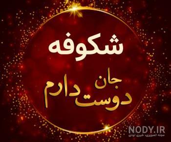 شکوفه جان تولدت مبارک رفیق شکوفه جان تولدت مبارک رفیق