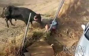 عکس حمله گاو به انسان عکس حمله گاو به انسان