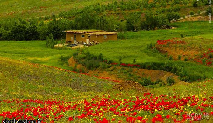 عکس شکوفه های بهاری در ایران عکس شکوفه های بهاری در ایران