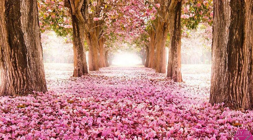 عکس شکوفه های بهاری طبیعی عکس شکوفه های بهاری طبیعی